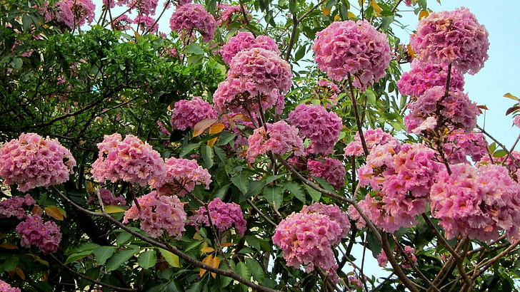 Розовое трубообразное дерево, трубка чашечки трубчатая, лиственное дерево, цветы, похожие на колокольчики, розовый, природа и пейзажи, HD обои