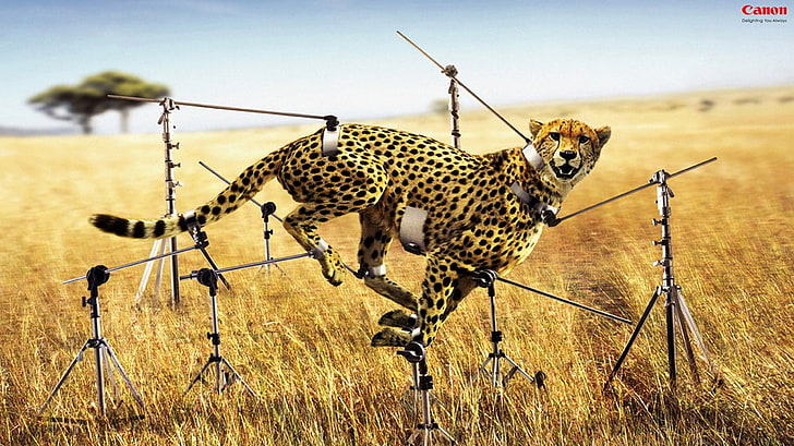 Фотография на гепарди, произведения на изкуството, реклама, Canon, животни, HD тапет