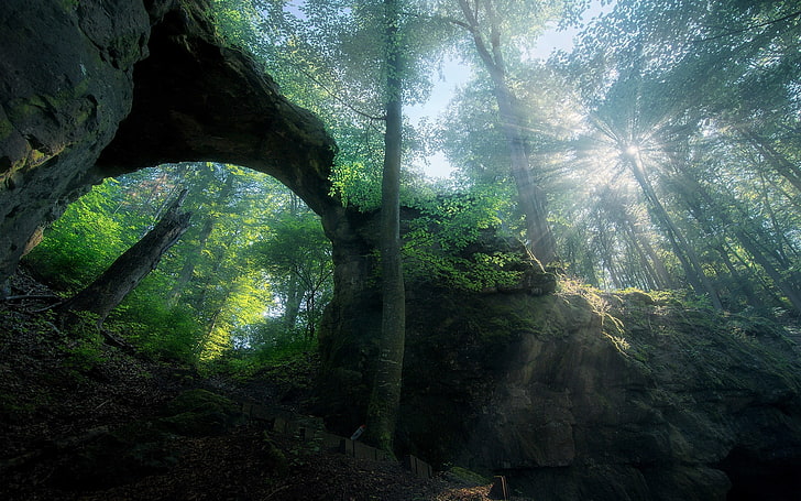 เขตของต้นไม้ธรรมชาติภูมิทัศน์ป่าประตูต้นไม้พุ่มไม้ฤดูใบไม้ผลิ, วอลล์เปเปอร์ HD