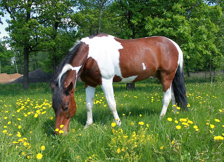 *** Horse On The Meadow ***, laka, zwierzeta, konie, zwierzęta, Tapety HD