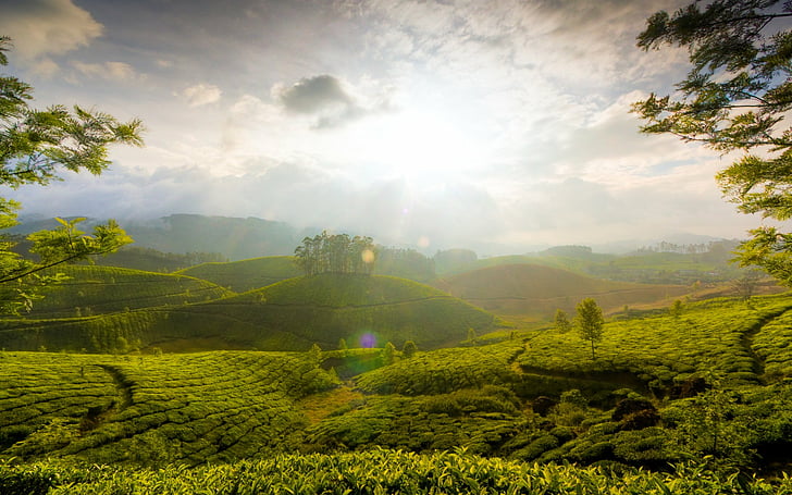 Mountains, Mountain, Cloud, Garden, Hill, India, Sunbeam, Tea, Tree, HD wallpaper