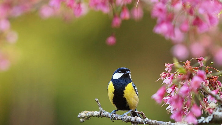 Vogel, Frühling, rosa Blumen, Natur, HD-Hintergrundbild