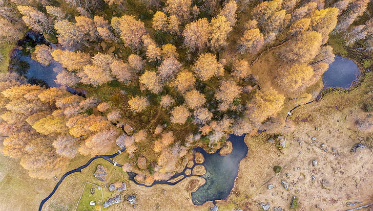aerial view, nature, trees, HD wallpaper