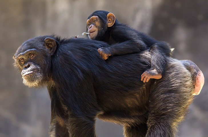 ลิงชิมแปนซี, วอลล์เปเปอร์ HD