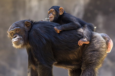 chimpanzé, Fond d'écran HD HD wallpaper