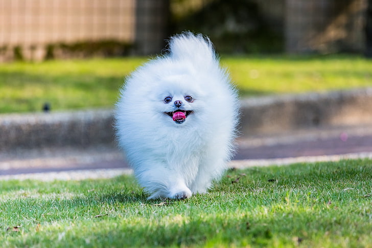 white Pomeranian puppy, white, dog, muzzle, pussy, Pomeranian, HD wallpaper
