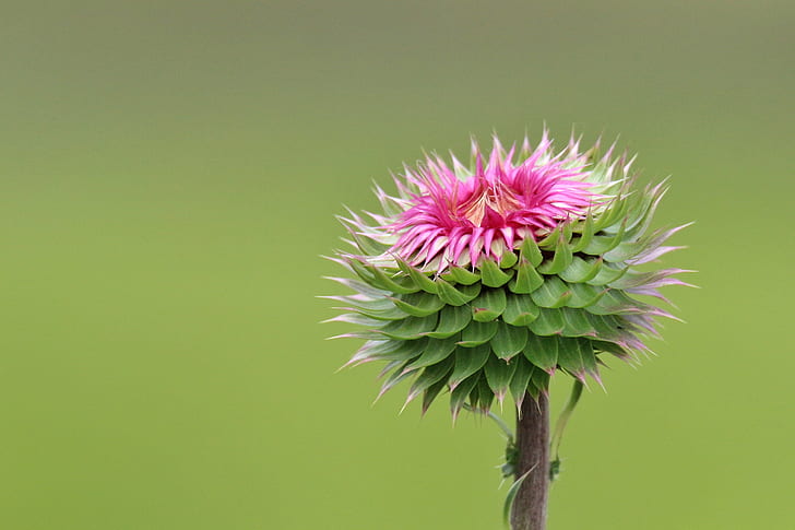 green and purple passion vine, nature, plant, flower, summer, close-up, botany, flower Head, thistle, pink Color, HD wallpaper