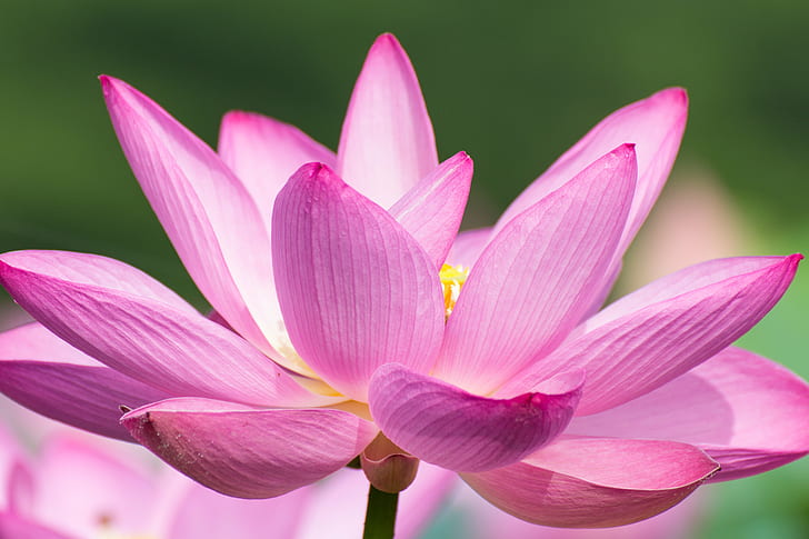 Mise au point peu profonde violet et blanc d'une fleur, fleur de lotus, fleur de lotus, lotus Nénuphar, plante, nénuphar, rose Couleur, pétale, tête de fleur, fleur, étang, beauté Dans la nature, feuille, Fond d'écran HD