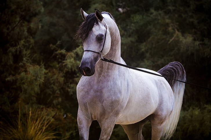 grey, horse, stallion, Arab, HD wallpaper