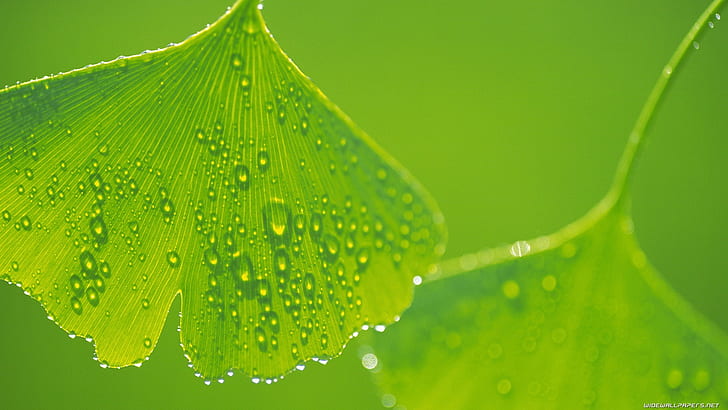 Leaf Water Drops Macro Green HD, nature, macro, green, water, leaf, drops, HD wallpaper