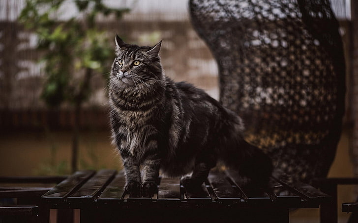 langhaarige silberne Tabbykatze, Katze, Tiere, HD-Hintergrundbild