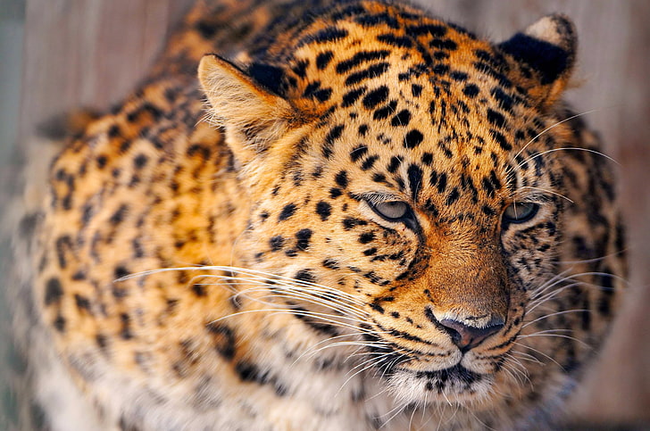 Gelber und schwarzer Gepard, Leopard, Katze, groß, Schnee, traurig, HD-Hintergrundbild