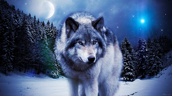 imagens de imagens de lobo, HD papel de parede HD wallpaper