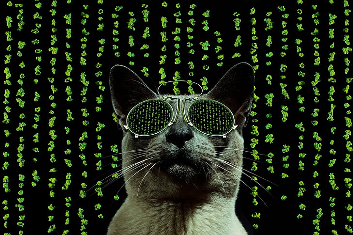 Kucing, Kucing, Humor, Kacamata Hitam, Wallpaper HD