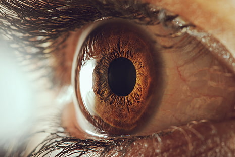 person's brown eye, macro, eyelashes, the pupil, the human eye, touch on, HD wallpaper HD wallpaper
