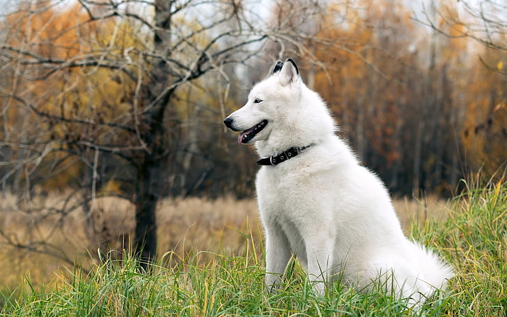 white wolf, dog, fluffy, forest, autumn, grass, leisure, HD wallpaper