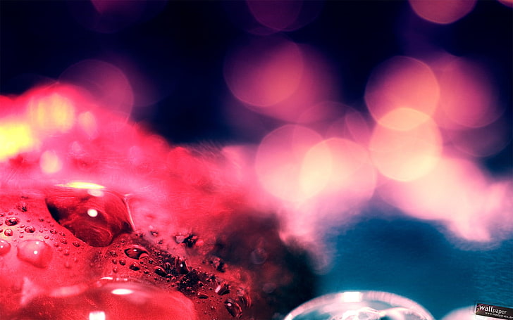 قطرة ماء حمراء ، تصوير ، خوخه ، قطرات ماء ، أضواء، خلفية HD