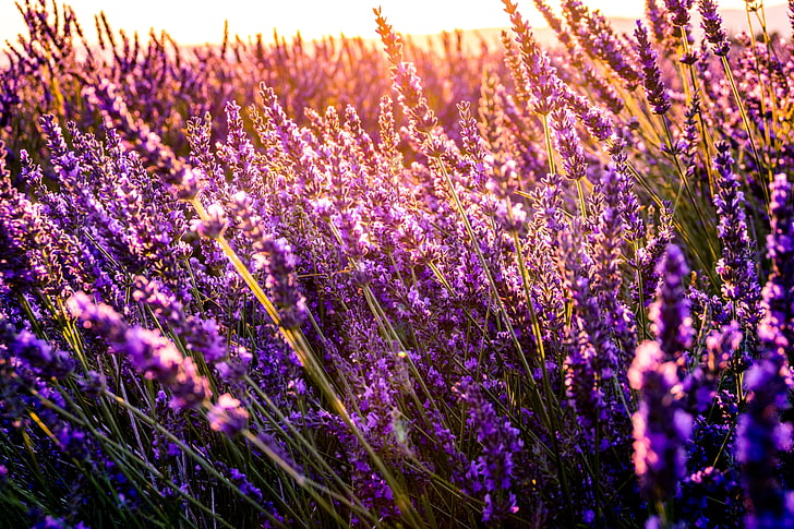 bidang lavender, bunga, bidang, cerah, Wallpaper HD