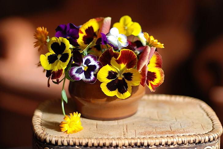 assorted-color flowers, Pansy, viola, calendula, HD wallpaper