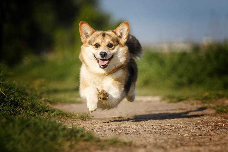 コーギー犬 ウェールズコーギー 犬 走る 舌の突出 Hdデスクトップ