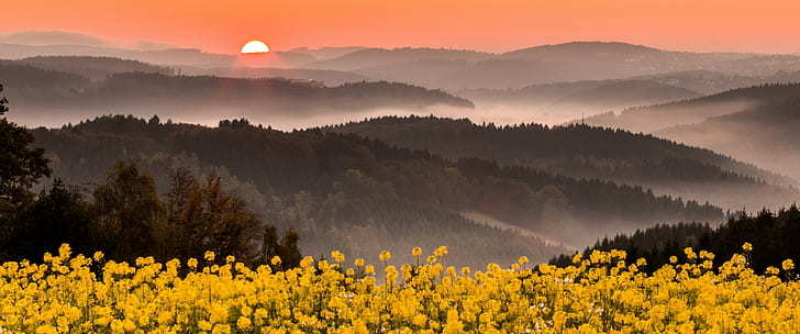 الطبيعة منظر ضباب الزهور البرية الجبال غابة السماء الوردية الزهور الصفراء ألمانيا، خلفية HD