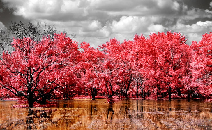 Red Swamp, red leafed trees, Aero, Creative, Magic, Nature, Beautiful, Trees, Dream, Water, Amazing, Swamp, Clouds, blue sky, red trees, Reflected, Dreamlike, HD wallpaper