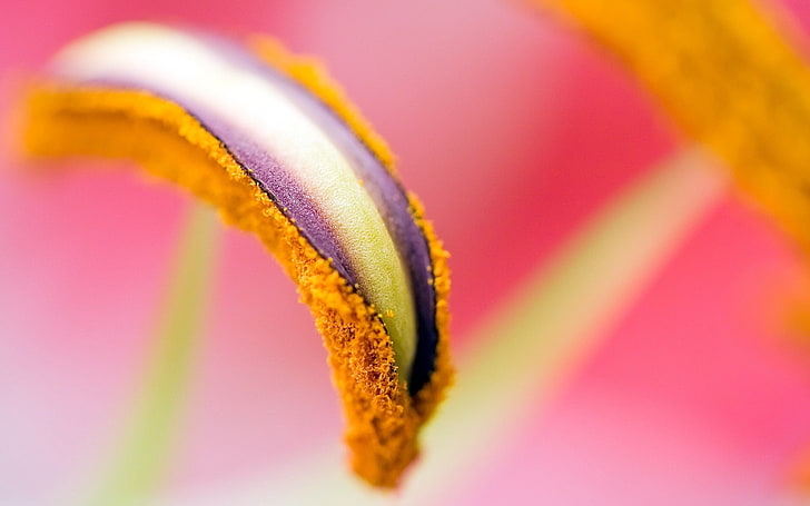 closeup photography of yellow and purple plant, flower, bud, pink, pistil, pollen, HD wallpaper