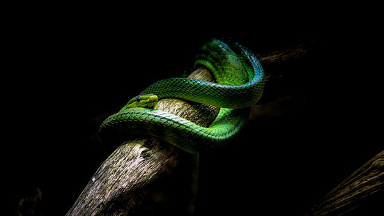 green snake, nature, animals, snake, vipers, branch, black background, green, HD wallpaper HD wallpaper
