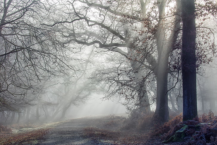 natura, alberi, inverno, nebbia, luce solare screziata, Sfondo HD