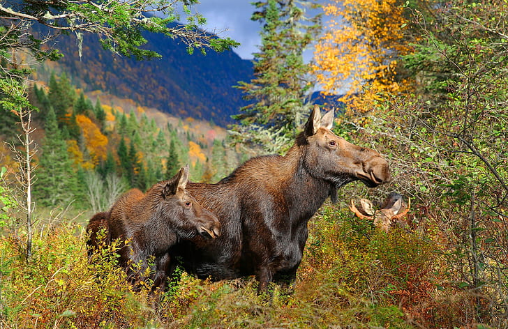 Moose family, forest, family, October, autumn, Elk, moose, HD wallpaper