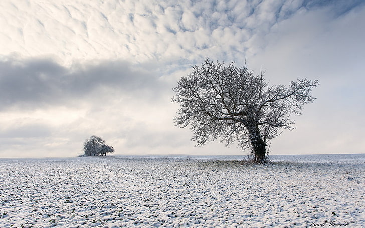 деревья, небо, пейзаж, облака, снег, зима, HD обои