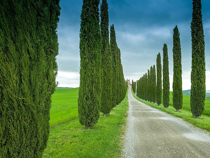 Toscana, Itália, estrada, grama, cipreste, Toscana, Itália, Estrada, grama, cipreste, HD papel de parede