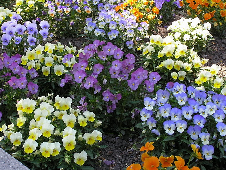 assorted-color pansy flower field, pansies, flowers, flowerbed, bright, colorful, different, HD wallpaper