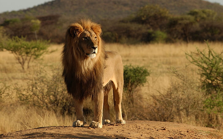 Gatos salvajes, animales, león, África, salvaje, gatos, animales, león, África, Fondo de pantalla HD