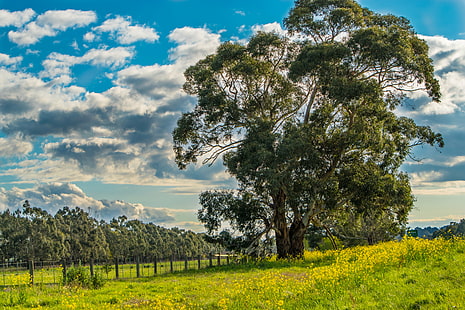 شجرة خضراء بجانب السياج ، أخضر ذهبي ، شجرة خضراء ، سياج ، ربيع ، أشجار ، عشب أخضر ، زهرة ، أصفر ، طبيعة ، في الهواء الطلق ، السماء الزرقاء ، سحابة زرقاء ، أستراليا ، باو ، حقل ، مشهد ريفي ، شجرة ، صيف ، في الهواء الطلق ، سماء ، المرج ، المناظر الطبيعية ، الأزرق ، الزراعة ، السحابة - السماء ، المزرعة ، المناظر الطبيعية ، العشب، خلفية HD HD wallpaper