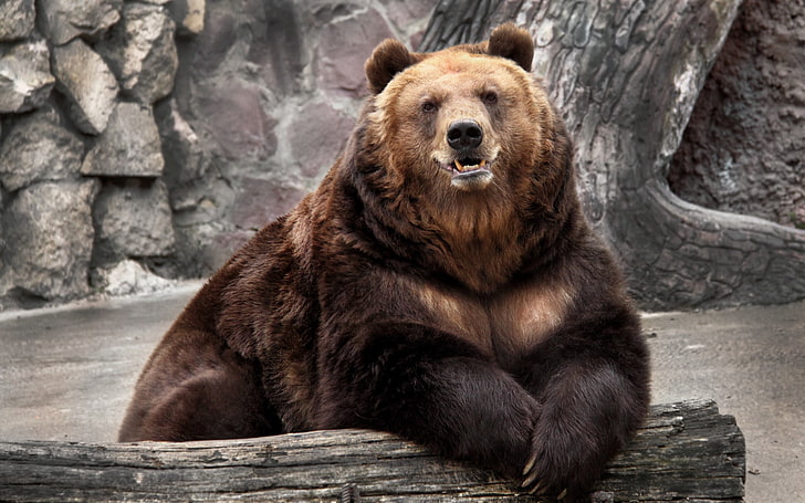 niedźwiedź brunatny, niedźwiedź, zoo, przyroda, rezerwat, kaganiec, Tapety HD