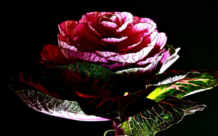 Ömhetskärlek, rosa blomma, härlig, omtänksam, abstrakt, romantisk, färgstark, natur, blomma, glöd, 3d och abstrakt, HD tapet