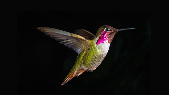 brown and green hummingbird, nature, black, hummingbird, HD wallpaper HD wallpaper
