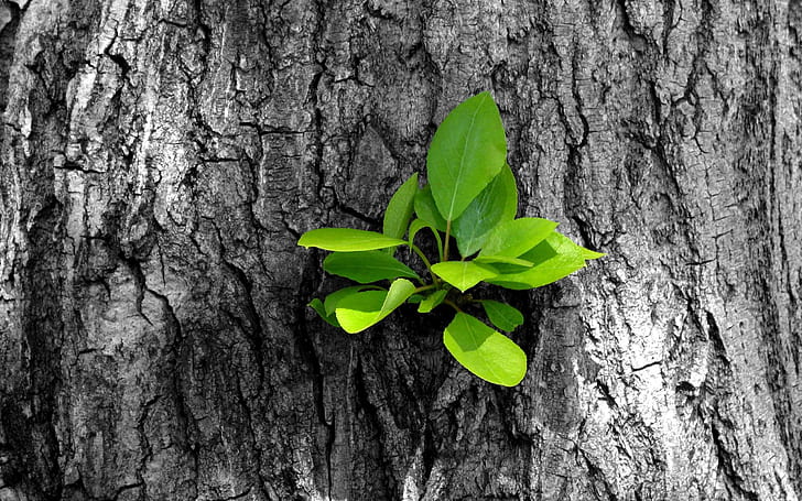 Nuevo crecimiento en corteza de árbol, primer plano, crecimiento, brote, fotografía, árbol, corteza, hojas, verde, naturaleza y paisajes, Fondo de pantalla HD