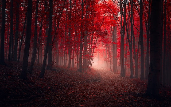 red leafed tree, nature, landscape, trees, fall, red, path, leaves, mist, forest, sunlight, HD wallpaper