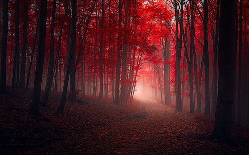 arbre à feuilles rouges, nature, paysage, arbres, automne, rouge, chemin d'accès, feuilles, brouillard, forêt, lumière du soleil, Fond d'écran HD HD wallpaper