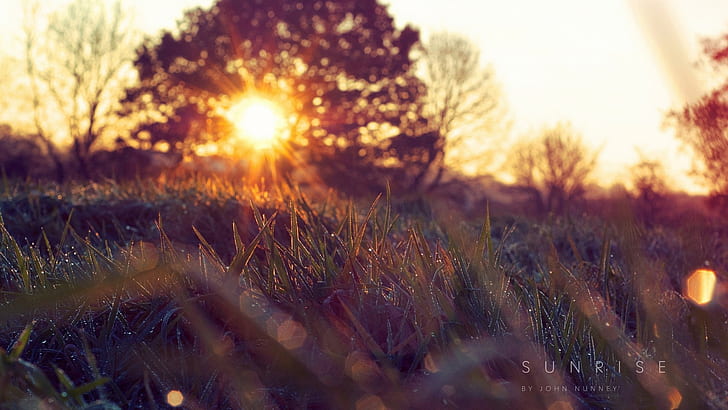 Sunset Sunlight Grass Makro HD, alam, matahari terbenam, makro, sinar matahari, rumput, Wallpaper HD