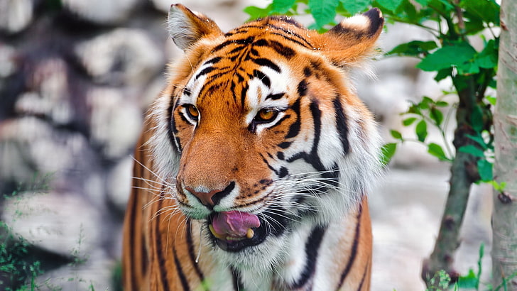 tiger desktop  hd, HD wallpaper