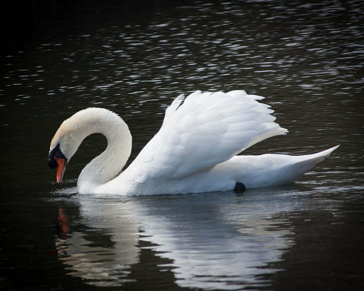 white Goose in body of water, swan, swan, swan, white Goose, body of water, nature, bird, telephoto, vignette, lake, animal, water, white, wildlife, HD wallpaper