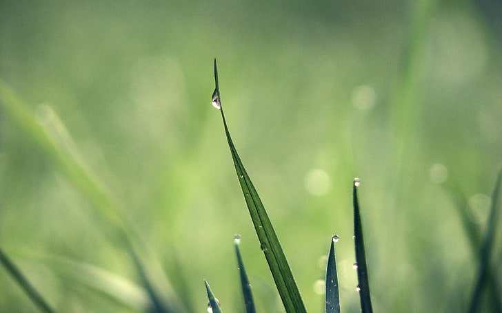 fotografia de close-up de grama, grama, gotas, orvalho, luz, verde, HD papel de parede