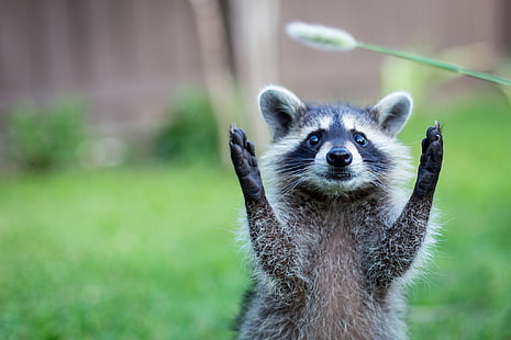 adult raccoon, raccoon, paws, animal, funny, HD wallpaper HD wallpaper
