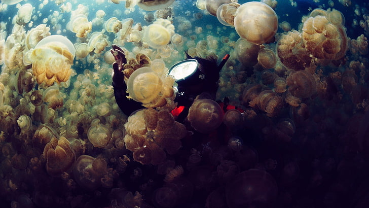 stingless jellyfish, sea, jellyfish, divers, underwater, photography, diving, HD wallpaper