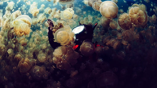 stingless jellyfish, sea, jellyfish, divers, underwater, photography, diving, HD wallpaper HD wallpaper