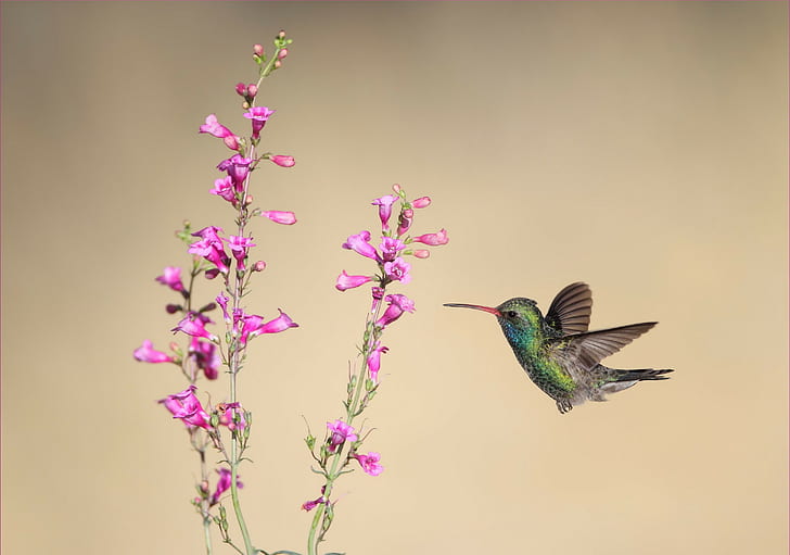Colibrí, animales, naturaleza, pájaros, colibríes, flores, Fondo de pantalla  HD | Wallpaperbetter