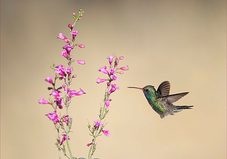 animals, flowers, birds, hummingbirds, HD wallpaper HD wallpaper